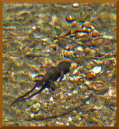 My Friend Suleiman Salamander w border DSC_0592