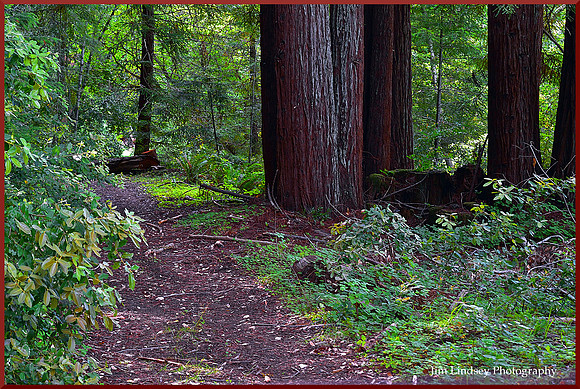 The Path Through The Lost Redwoods w border DSC_0204