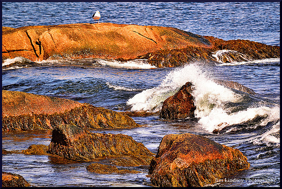 Crowd Pleaser w border DSC_0764