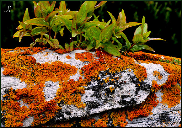 Whalebone, lichen and weed w sig 062213