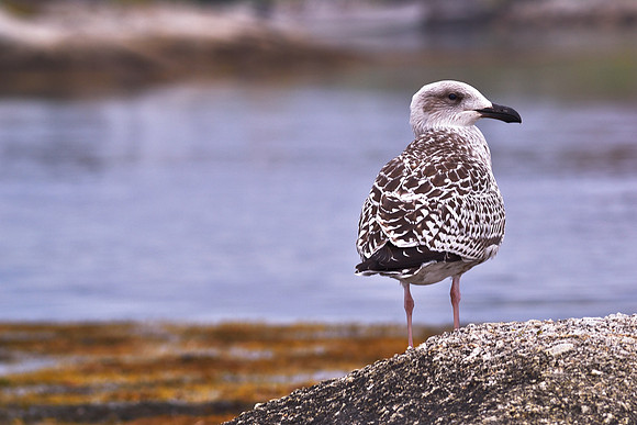 Gull Friend DSC_0083