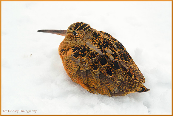 Shore Bird 6  w border DSC_0112