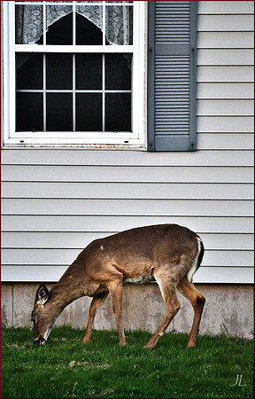 Village Deer w sig DSC_0569