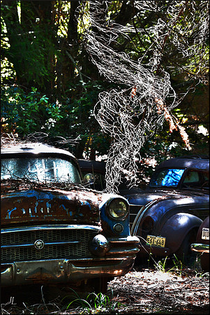 The Tangle in the Sun w sig DSC_0009