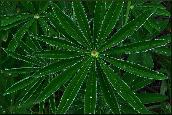Starburst DSC_0466