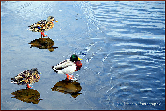 On Thin Ice with border