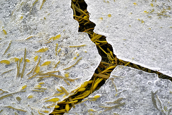 The Life Under the Ice DSC_1028