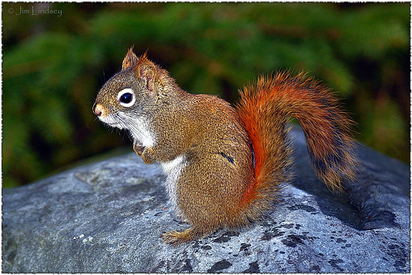 Squirrel at Shuby Park w border DSC_0568