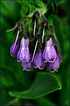 Comfrey Flowers DSC_1333
