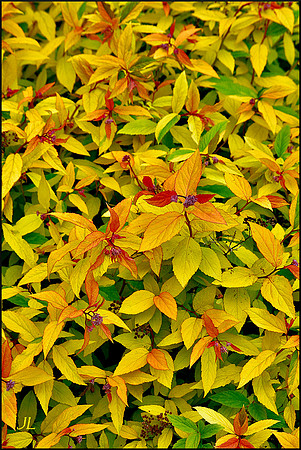 Goldflame Spirea DSC_1184