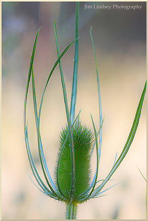 Prickly w border DSC_0986