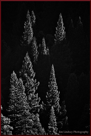 Redwoods Up in the Light w border DSC_1010