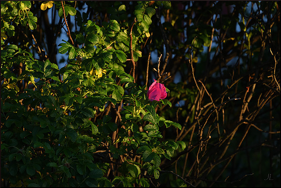 Last Rays on the Rose w sig DSC_0515