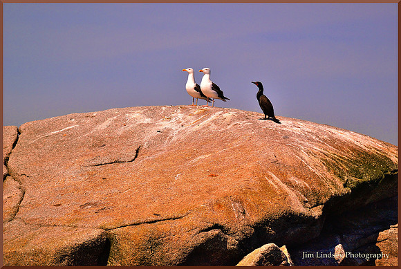 Odd Bird Out w border DSC_0115