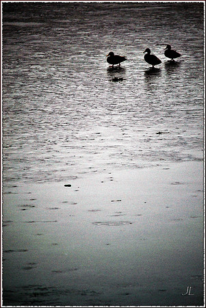 Ducks on Melting Ice w border DSC_1013