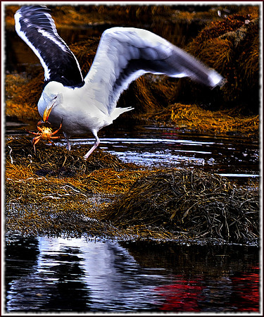 Got Crab w border DSC_0526
