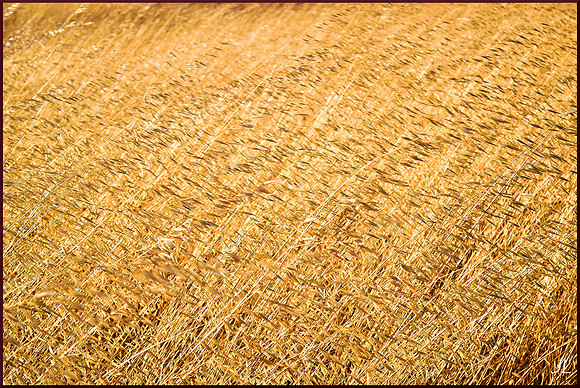 Wild Oats of Linholme 2 w sig DSC_0747