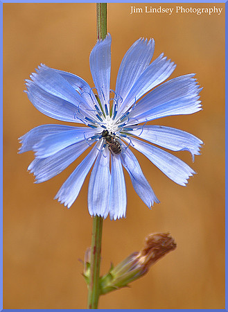 Wildflower and Friend w border DSC_0585