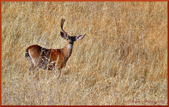 Buck with an Antler Awry w border DSC_0262
