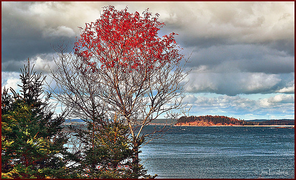 Last Leaves w border DSC_0375