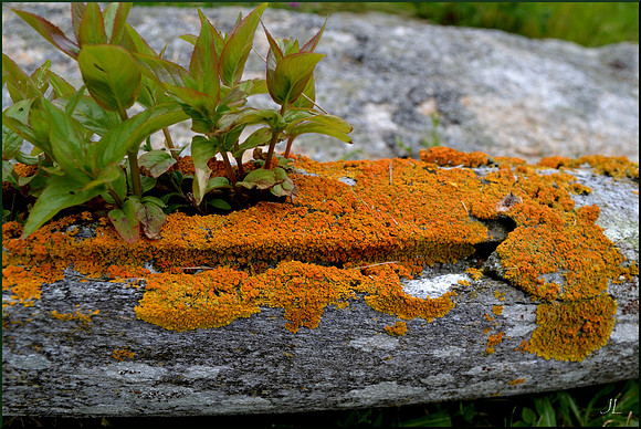 Whalebone, lichen and weed 011 w sig
