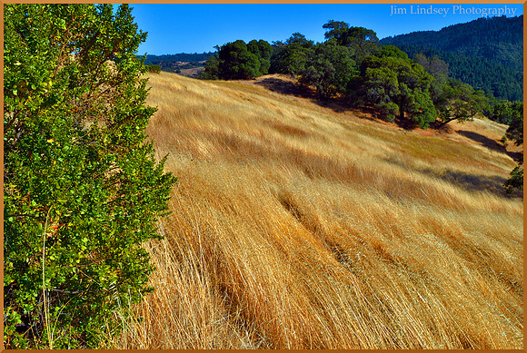 Wild Oats Like a River w border DSC_0823