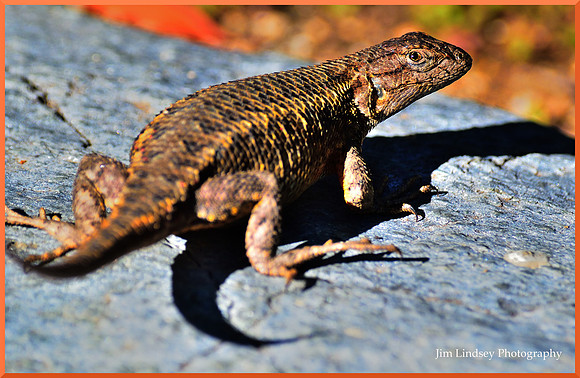 Lagarto w border DSC_0979