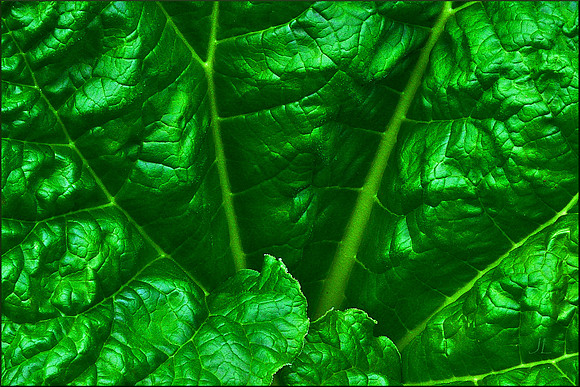 Rhubarb DSC_0002