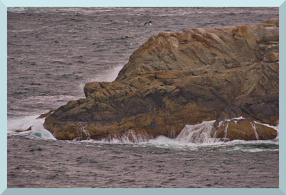 One Gull for web DSC_9193