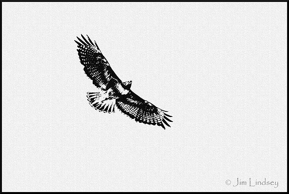 Red Tail Hawk - Threshold DSC_0032