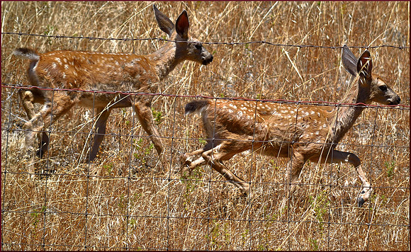 Two Fawns w sig DSC_1011