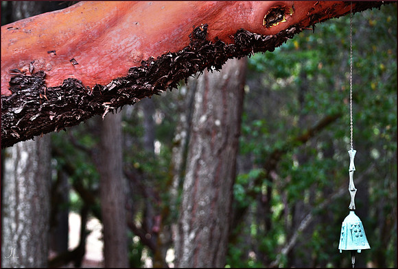 Madrone and Bell w sig DSC_0932