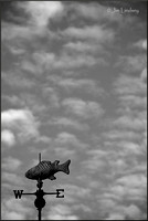 Swimming Away w border DSC_0521