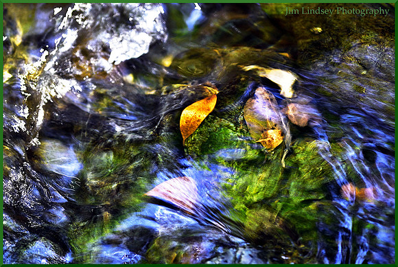 A Yellow Leaf w border DSC_0257