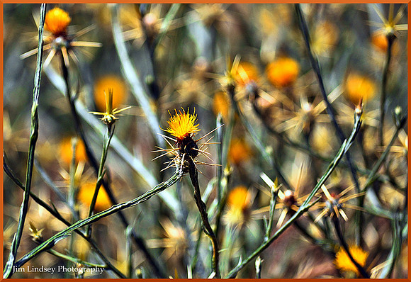 Yellow Star Thistle w border DSC_0401