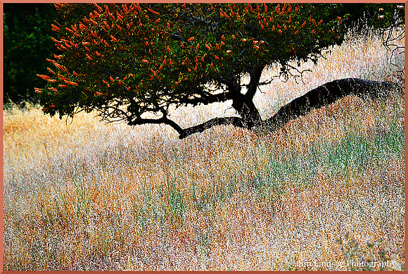 Beauty You Looked For 2 w border DSC_0660