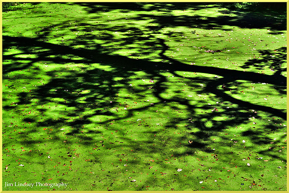 Shadows on Mossy Pond w border DSC_0320