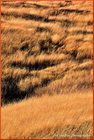 The Face in the Wild Oats w border DSC_0737