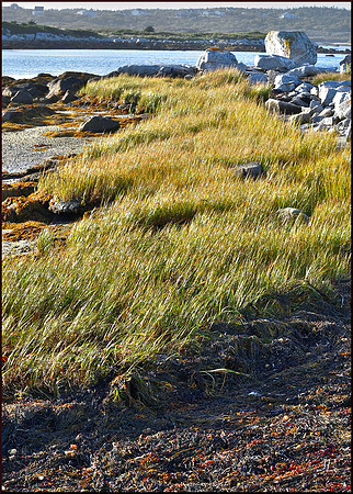 Seagrass w sig DSC_0034