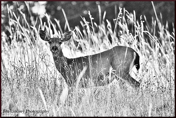Doe in the High Grass w border DSC_1006