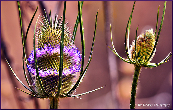 Flowering Thistle Head w border DSC_0430