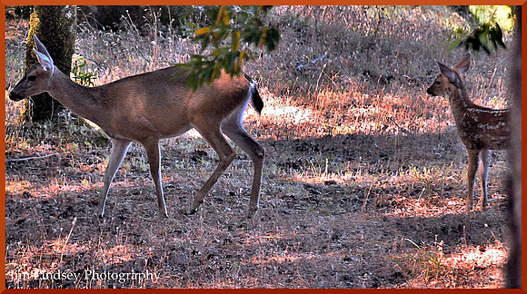 Doe and Fawn w border DSC_0457