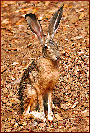 Jackrabbit w border DSC_0199