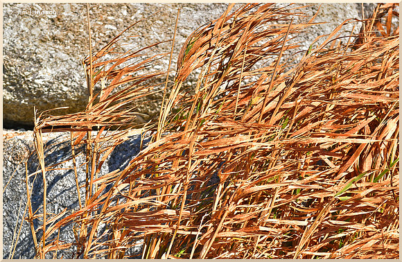 Dried Grass Against Granite w border DSC_0573