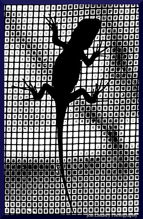 Lizard on a Screen B&W w border DSC_0249