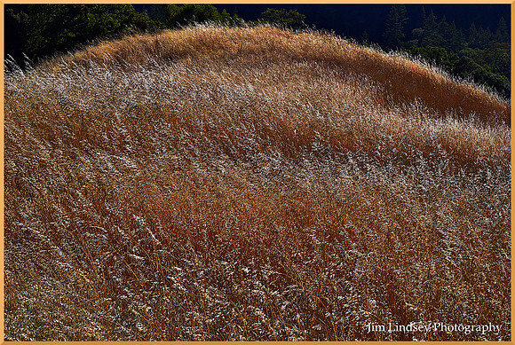High Grass Hill w border DSC_0298