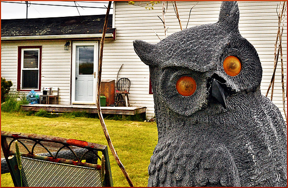 Patsy's Wise Old Owl DSC_0644