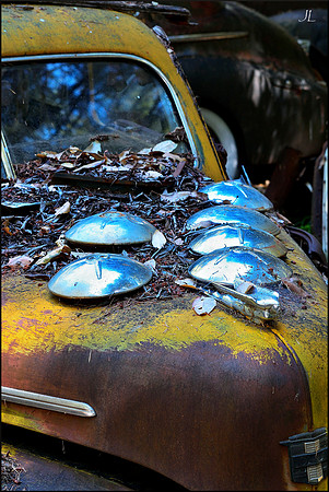 The Hubcaps on the Hood w sig DSC_1021