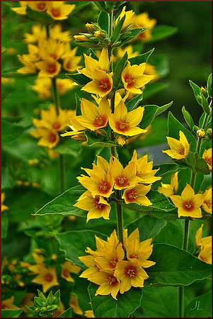 Yellow Flowers DSC_1696