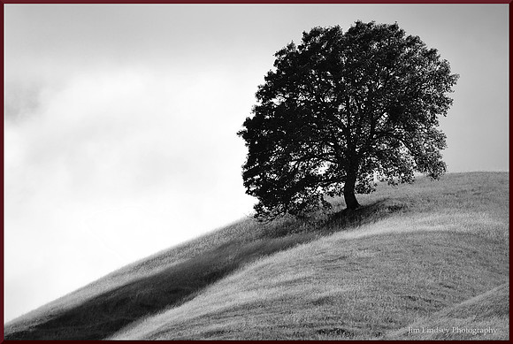 Alone on a Hill w border DSC_0070